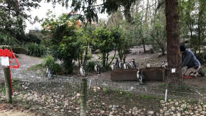 Déconfinement : Les animaux du zoo d'Amiens retrouvent leurs visiteurs !