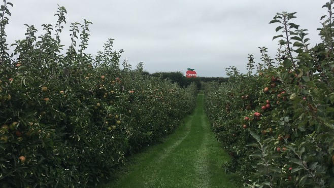 Faites le plein de vitamines au verger de la Beussingue à Peuplingues !