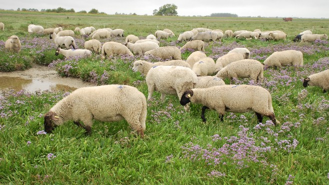 Un éleveur d'agneau de prés salés de Cayeux, premier prix du concours des pratiques agro-écologiques