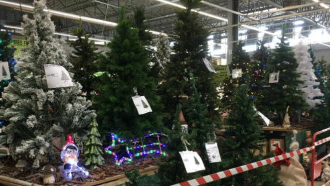 Pour Noël, ils se faisaient de l'argent sur des sapins volés !