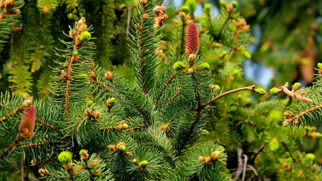 Dans le Calaisis, donnez une seconde vie à votre sapin grâce à l’opération Christmas tri 