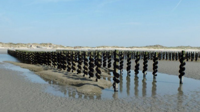 Des huitres élevées à Oye-Plage d'ici 1 ou 2 ans !