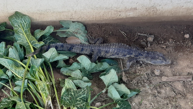 Un élevage clandestin de reptiles protégés découvert dans la Somme