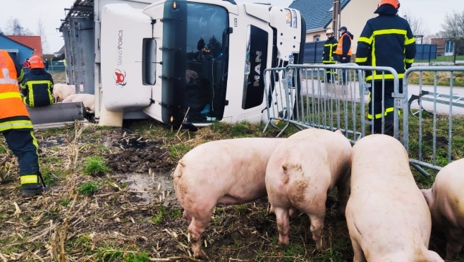 Le Boisle : 35 cochons périssent dans un accident de la route