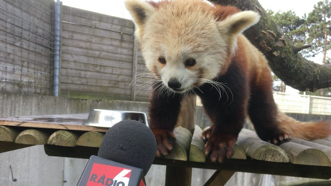 Le Parc Animalier de Fort Mardyck se réinvente avec la crise sanitaire.