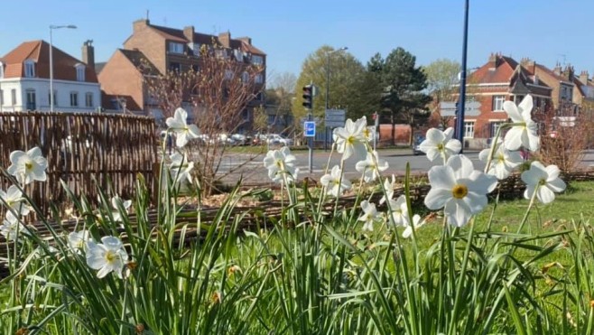 Le printemps fait fleurir les parcs et jardins de la ville de Dunkerque...