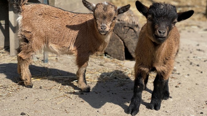 Fort-Mardyck : plus de 1 300 internautes ont voté pour le nom des chevreaux du parc zoologique