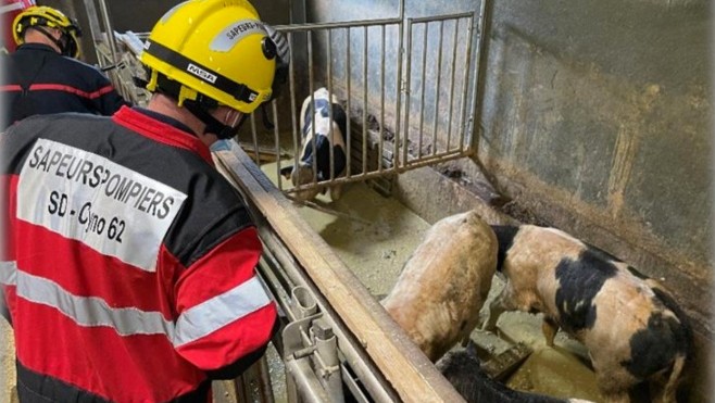 Maisoncelle : 9 veaux tombent dans une fosse à lisier.