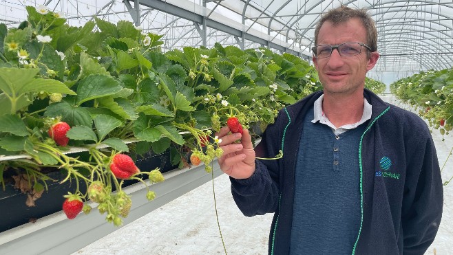 Quend: à la ferme du Muret, la première récolte de la saison des fraises s'achève