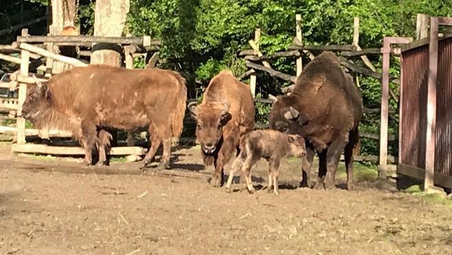 Trois naissances de bisons européens à Bellewaerde