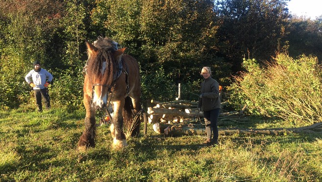 Chantier de débardage à cheval à Sangatte