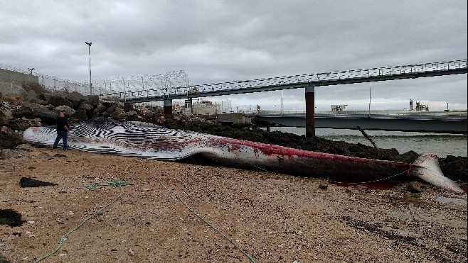 Un cétacé de 19 mètres meurt échoué au port de Calais