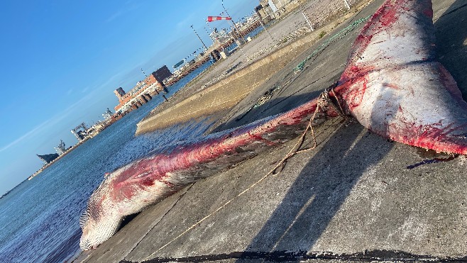 A Calais, le corps de la baleine échouée a été déplacé quai Paul Devot