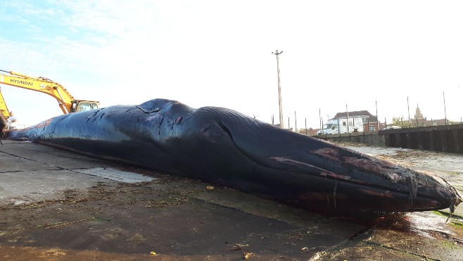 La baleine échouée à Calais évacuée du quai Paul Devot