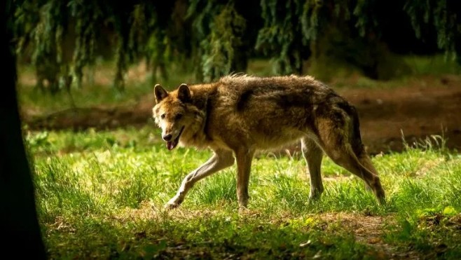 Somme : plusieurs brebis attaquées par un loup