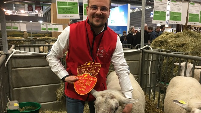 A Bergues, 31 moutons boulonnais primés au salon de l'agriculture font de l'éco-pâturage !