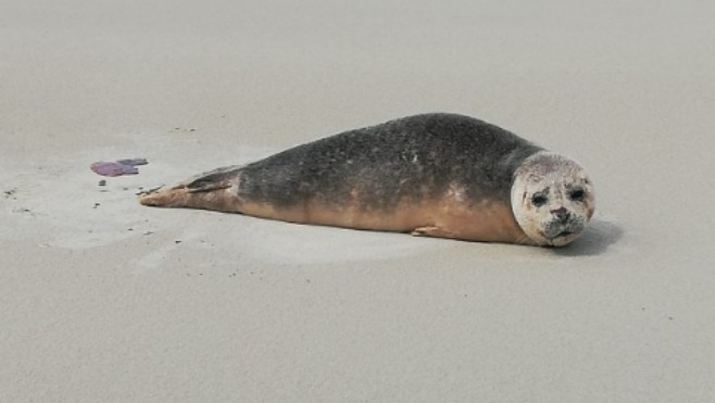 Touquet: un jeune veau marin retrouvé sur la plage ce matin 