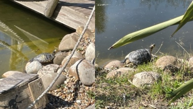 Il y a trop de tortues de Floride au parc du Fort Louis de Coudekerque-Branche.