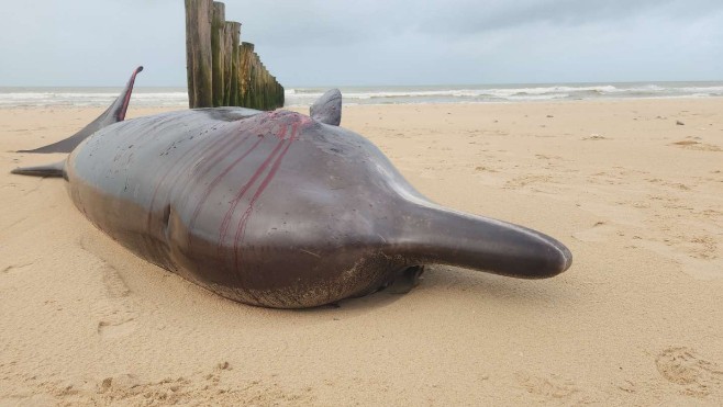 La baleine échouée à Sangatte emmenée par la marée