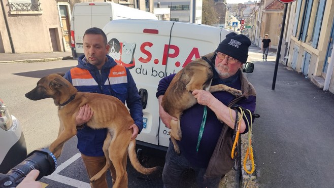 A Boulogne sur mer, 4 chiens dans un état d'une extrême maigreur ont été saisis !