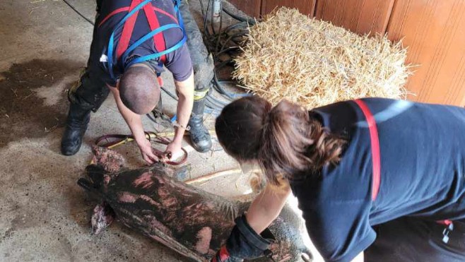 8 cochons sauvés d’une fosse à lisier à Steenvoorde