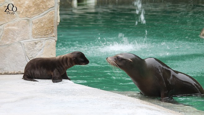 Naissance d'une otarie de Californie au zoo d'Amiens