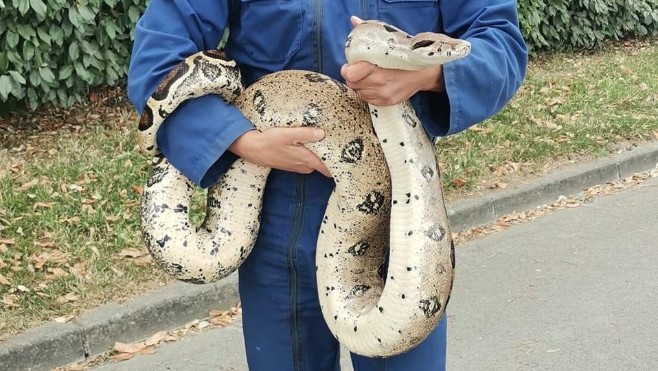 Des reptiles saisis chez un particulier à Hucqueliers 