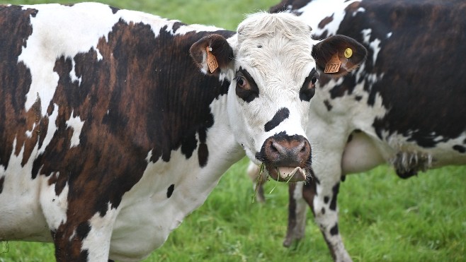 Somme : les pompiers sauvent une vache tombée dans un marais