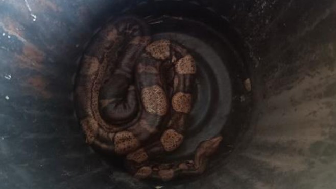 Calais : un serpent de type boa récupéré près de l'A26