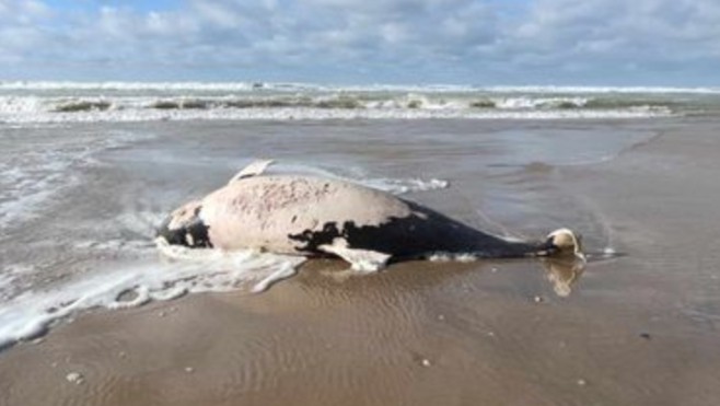 Le corps d’un cétacé découvert sur la plage de Berck-sur-Mer