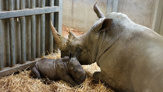 Naissance d’un rhinocéros au parc Pairi Daiza en Belgique