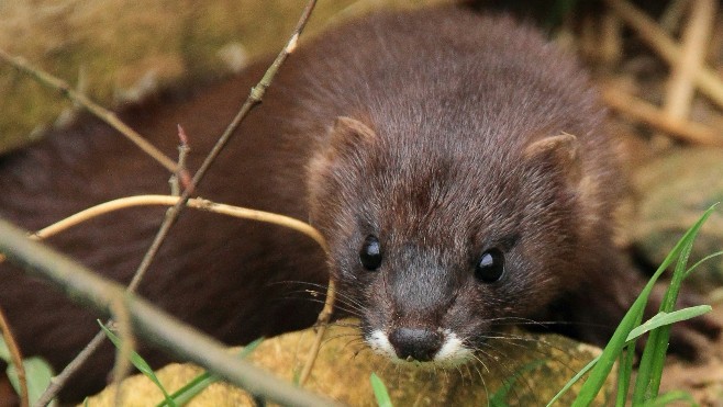 Fort-Mardyck : Bio-Topia organise un « week-end conservation » autour du vison d’Europe