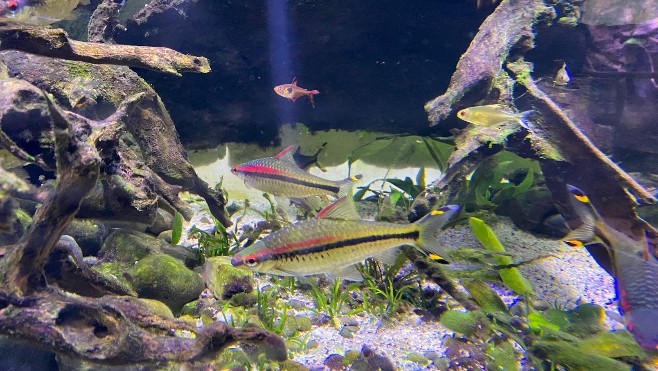 Les Escapades : Parcourez l'aquarium de Dunkerque au cœur du parc de Malo ! 