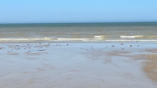 Sangatte: invasion de méduses sur la plage 