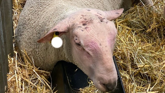 Un premier cas de la Maladie de la Langue Bleue sur un mouton près de Maubeuge.