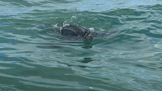 Les sauveteurs de la SNSM de Berck croisent une énorme tortue lors d'une opération de sauvetage.