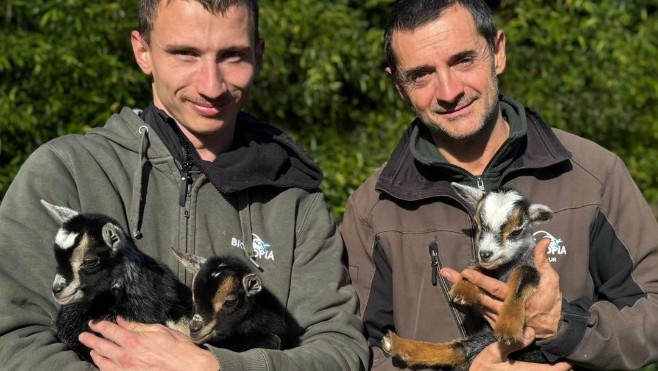 Naissance de 3 chevreaux à Bio-Topia Dunkerque 