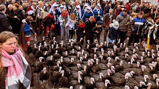 La fête de la dinde c’est ce week-end à Licques. 