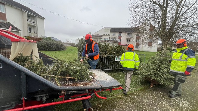 Que deviennent les sapins une fois collectés par les communes ? 