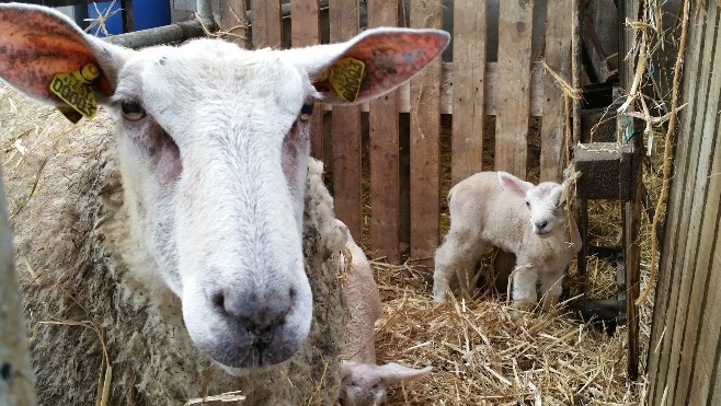 Deux moutons tués, dépecés dans un champ et une brebis qui allait mettre bas est morte cette semaine à Coulogne !