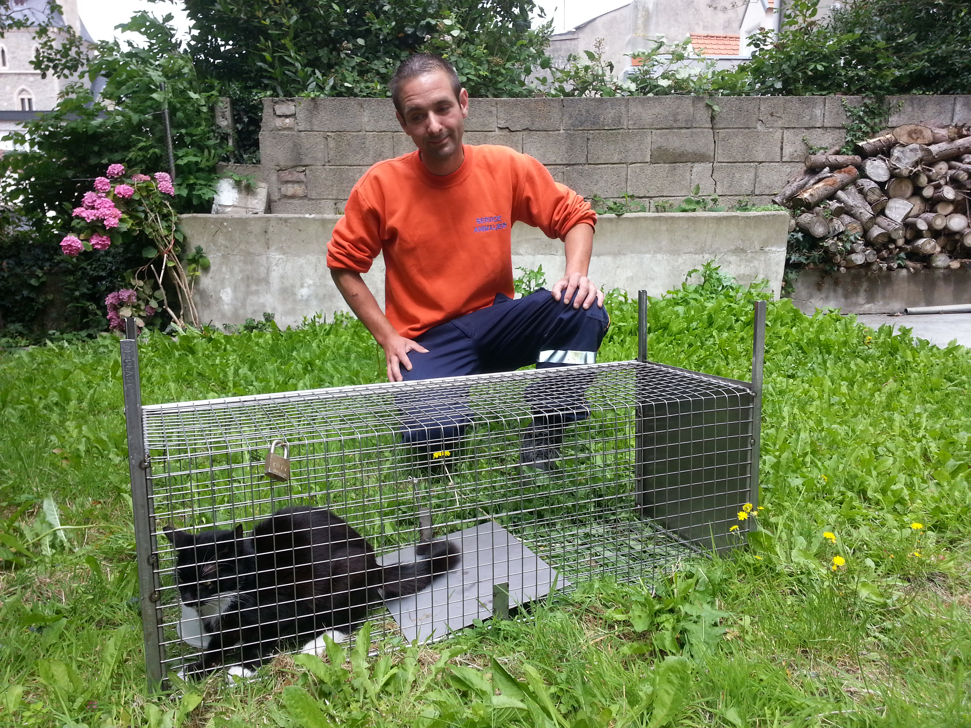 La ville de Boulogne sur mer a lancé une campagne de stérilisation des chats errants