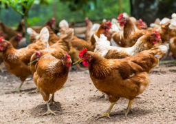 6000 poulets retrouvés morts aux Moëres, suspicion de grippe aviaire