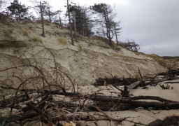 Grandes marées : le Bois de Sapin de la Baie d'Authie est mis à rude épreuve