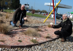 Insolite: Etaples utilise les coquilles Saint Jacques contre les mauvaises herbes