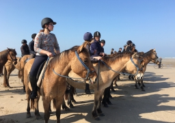 Touquet : les chevaux Henson sont arrivés au Parc Equestre