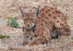 Zoo de Fort-Mardyck : choississez les noms des bébés lynx 