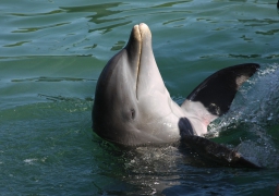 Un dauphin s'est échoué deux fois à Stella et au Touquet