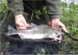 Un saumon à bosse pêché pour la première fois en France et dans la Canche !