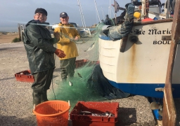 La saison du hareng a démarré sur la Côte d'Opale