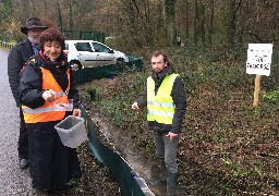 Un barrage pour sauver les amphibiens à la Calotterie [VIDEO]